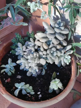 Planta Grande Suculenta Graptopetalum Mendozae