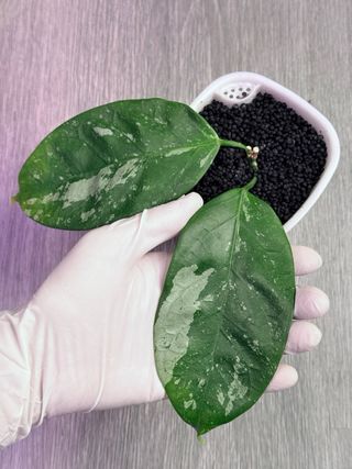 Hoya coriacea splash