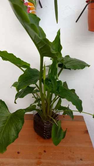 Calas blancas,plantas grandes