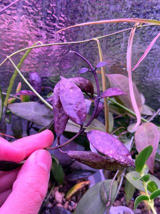 Hoya lacunosa 'Royal Flush'