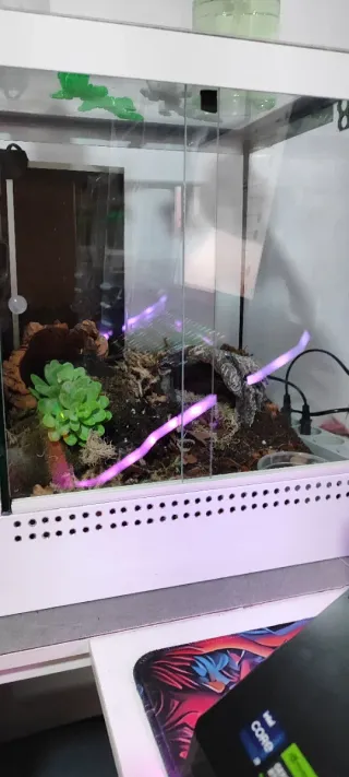 3 terrarios en 1 o cambio por acuario grande