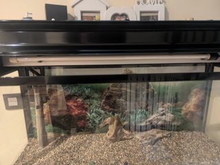 Acuario completo con mueble negro