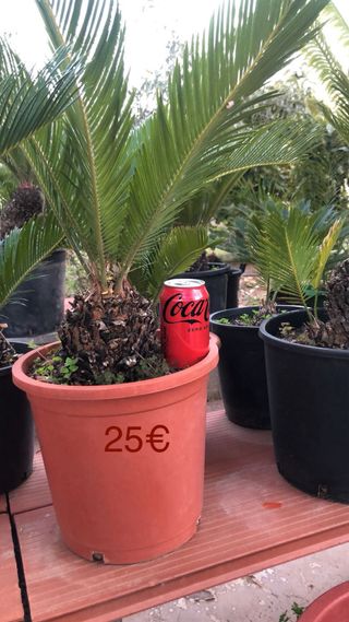 Cycas Revoluta - Cica Real