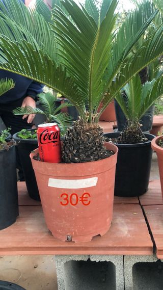 Cycas Revoluta - Cica Real