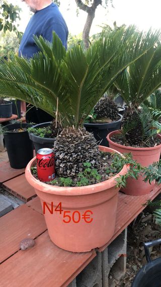 Cycas Revoluta - Cica Real