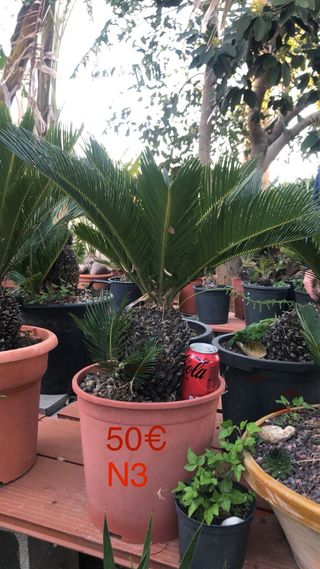 Cycas Revoluta - Cica Real