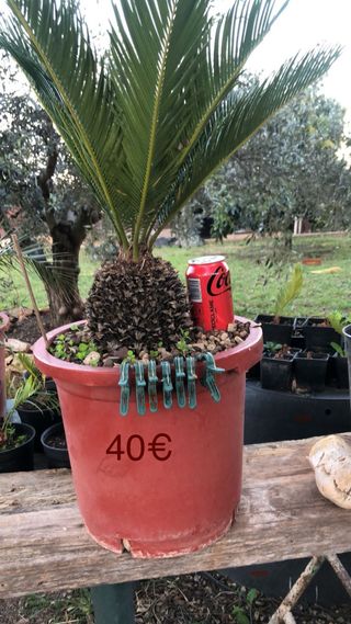 Cycas Revoluta - Cica Real