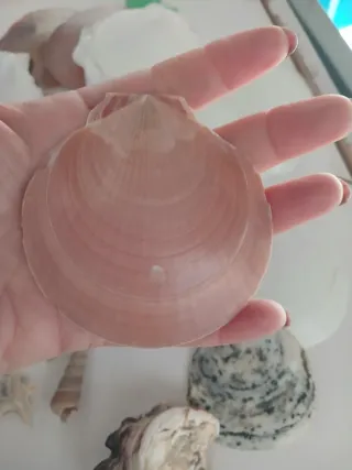 Set conchiglie per creazioni fai da te