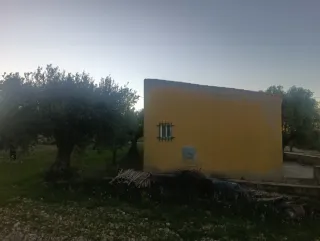 Campo