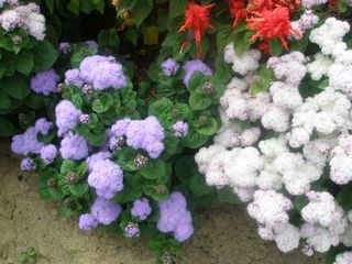 Set jardinera lila completa – fácil y florido