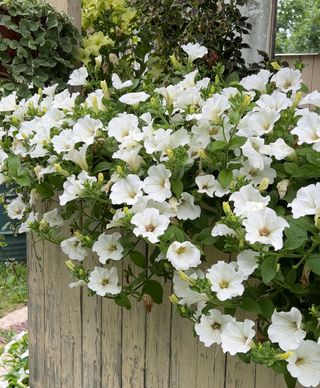 Set jardinera lila completa – fácil y florido