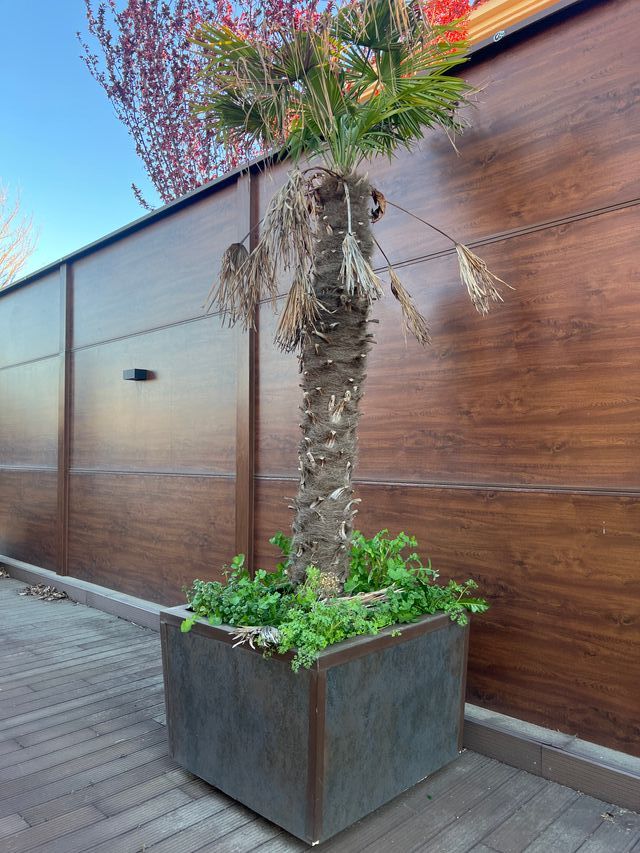 Palmera con maceta de obra Urbatek