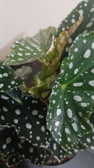 Begonia Maculata XL,dark.