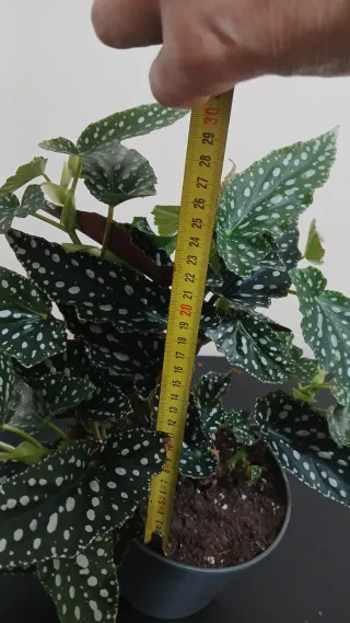 Begonia Maculata XL,dark.