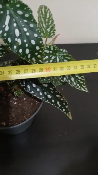 Begonia Maculata XL,dark.