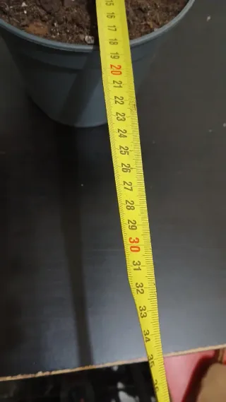 Begonia Maculata XL,dark.