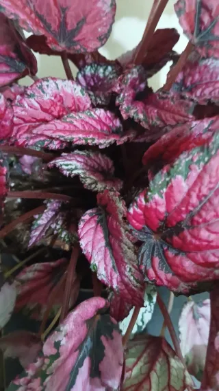 Begonia Rex Roja y Negra XXL
