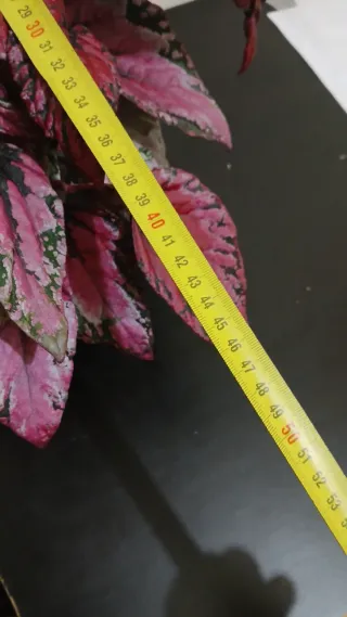 Begonia Rex Roja y Negra XXL