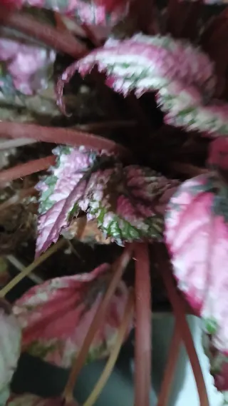 Begonia Rex Roja y Negra XXL