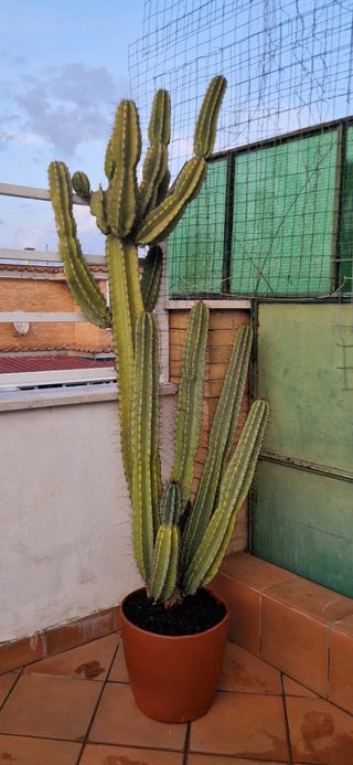 pale cactus