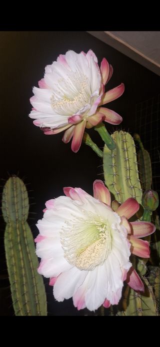 pale cactus