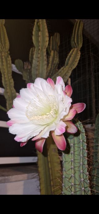 pale cactus