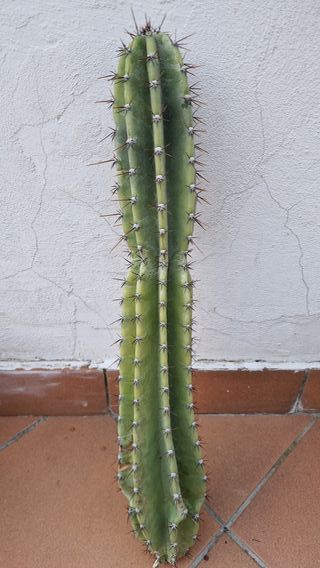 pale cactus