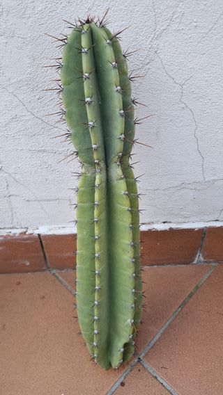 pale cactus