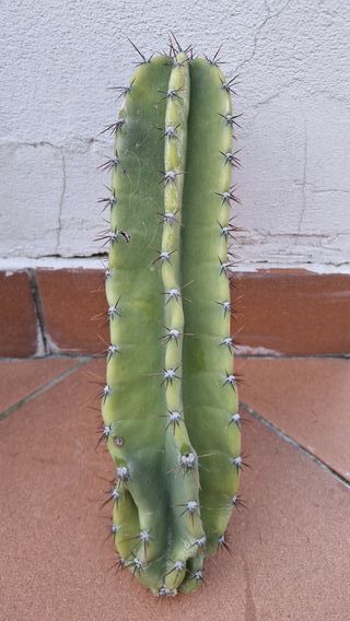 pale cactus