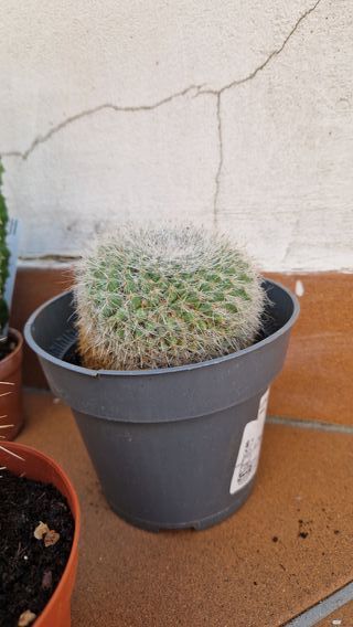 Set piante grasse miste