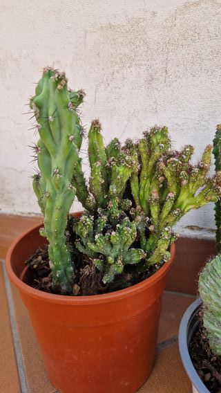 Set piante grasse miste