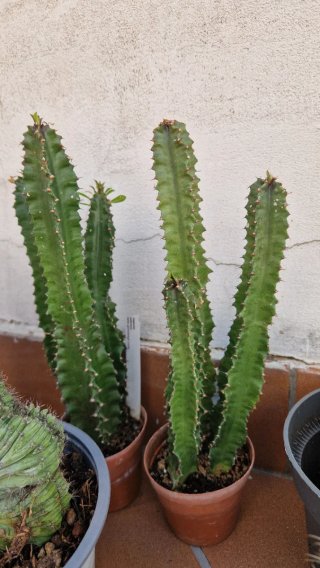 Set piante grasse miste