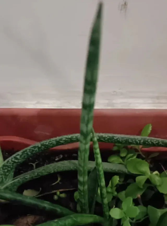 Pianta grassa Sansevieria Cylindrica