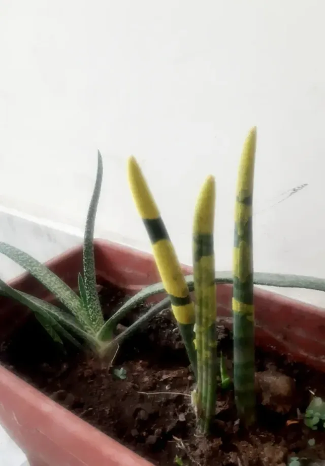 Pianta grassa Sansevieria Cylindrica