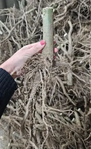 •Raíces de Paulownia Maderable y semillas  varias.