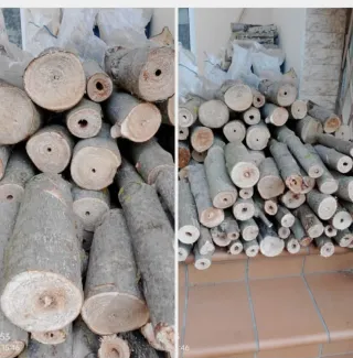 •Raíces de Paulownia Maderable y semillas  varias.