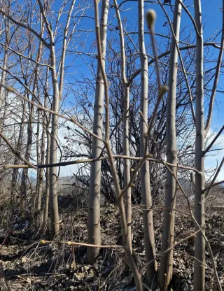 •Raíces de Paulownia Maderable y semillas  varias.