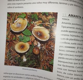 Guía práctica de las Setas