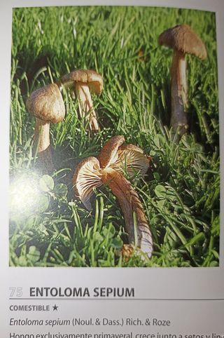 Guía práctica de las Setas