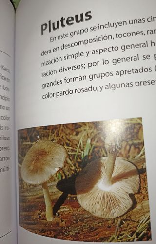 Guía práctica de las Setas