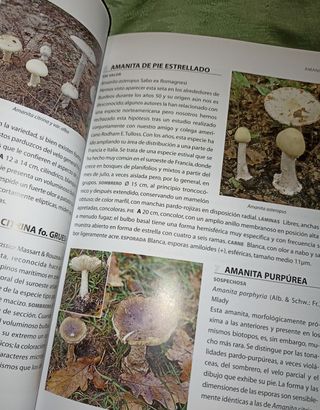 Guía práctica de las Setas