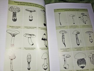 Guía práctica de las Setas