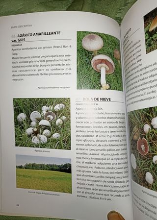 Guía práctica de las Setas