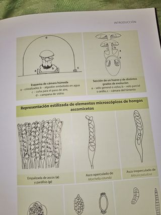 Guía práctica de las Setas