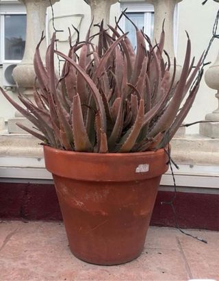 Macetón de terracota con planta. Regalo por compra