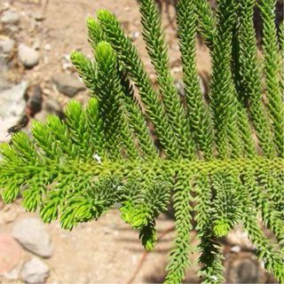 Araucaria - Árbol vivo