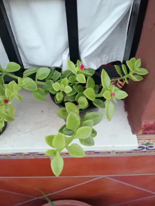 Planta Aptenia / Planta del Rocío