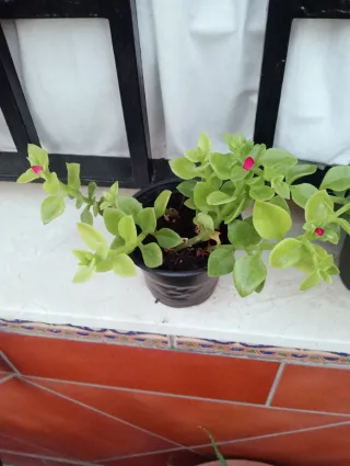 Planta Aptenia / Planta del Rocío