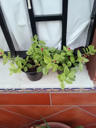 Planta Aptenia / Planta del Rocío