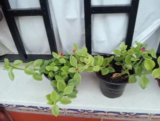 Planta Aptenia / Planta del Rocío